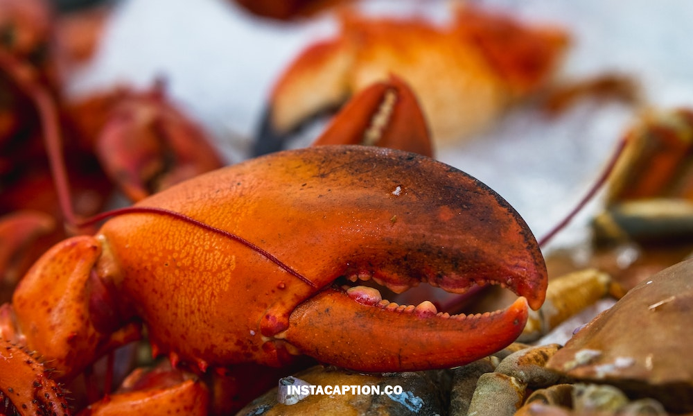 Lobster Captions For Instagram