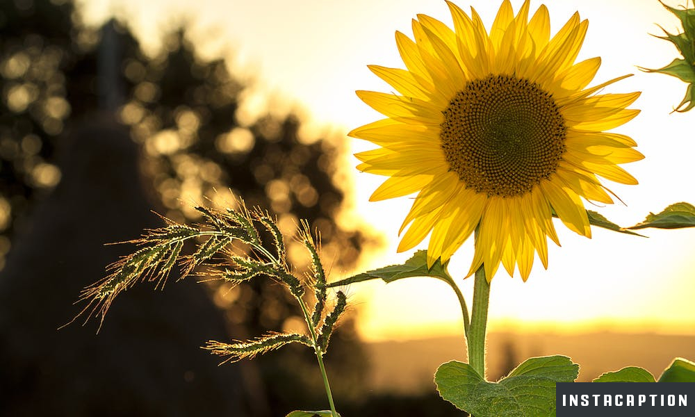 Sunflower Captions For Instagram
