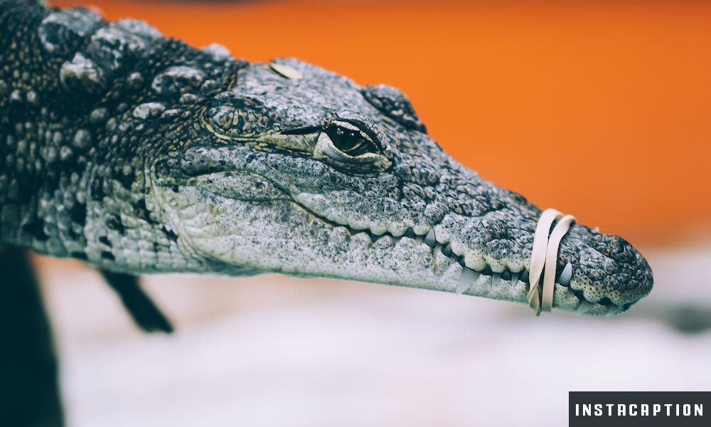 Crocodile Captions For Instagram
