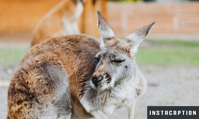 140+ Best Kangaroo Captions For Instagram