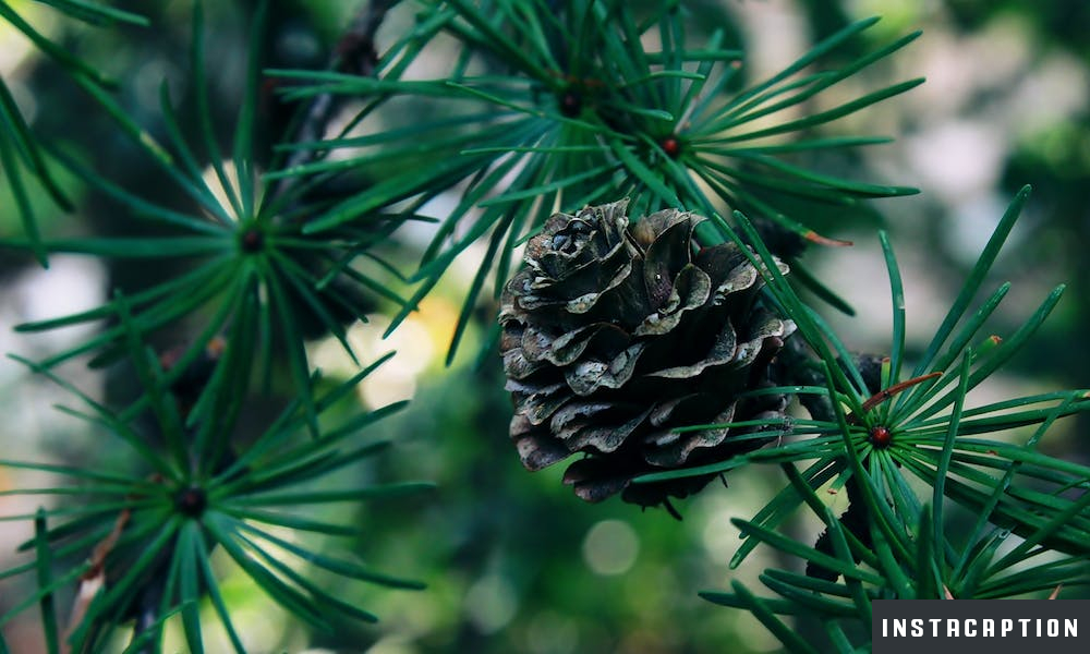 Pine Trees Captions For Instagram