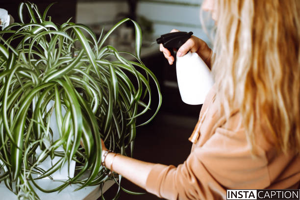 Spider Plant Captions For Instagram